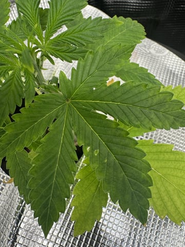 Round 1 — vegetative, day 29