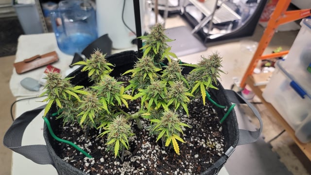 Number Two.  Lola — flower, day 85