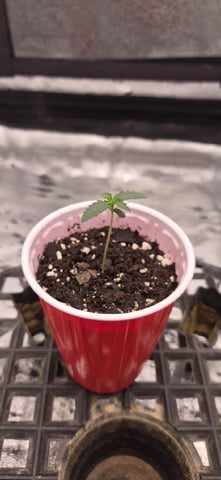 Humboldt Orange Creampop — germination, day 8