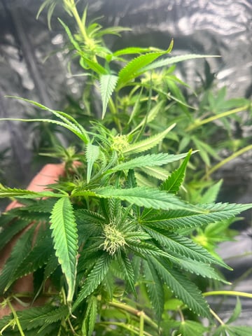 strawberry cough — flower, day 11