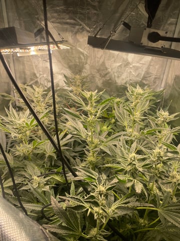 Mainely Organic Mix — flower, day 54