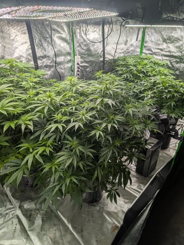 Acapulco Gold  — flower, day 68