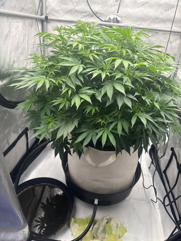 Another hard start! — flower, day 45