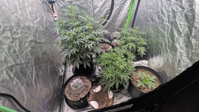 Mixed Grow — grow_setup, day 41