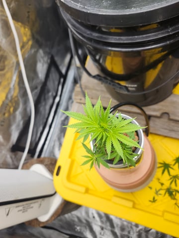 First Organic Hydro Grow. — vegetative, day 33