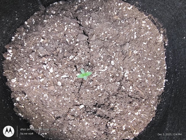 Grow Budz — seedling_rooting, day 1