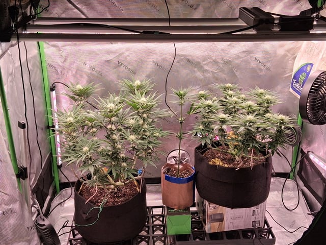 fruity pebbles, cap junky — flower, day 78