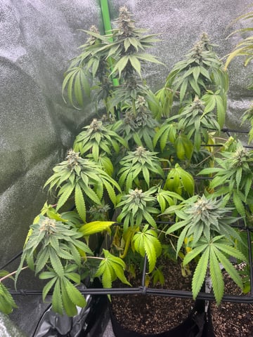 My First Four — flower, day 93