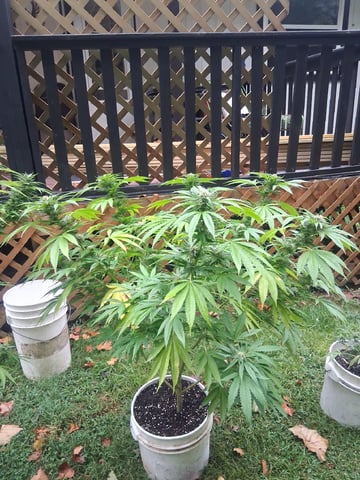 my first grow — done, day 279