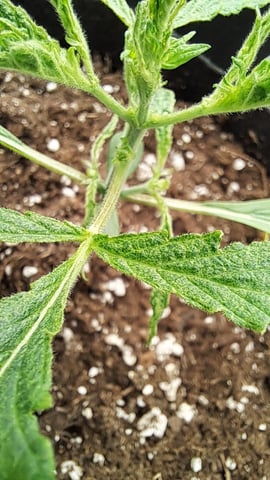 No3 — vegetative, day 26