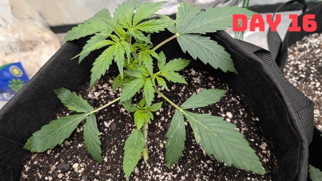 Strawberry Cheesecake Seedsman Seeds Autoflowers x2 — seedling_rooting, day 18