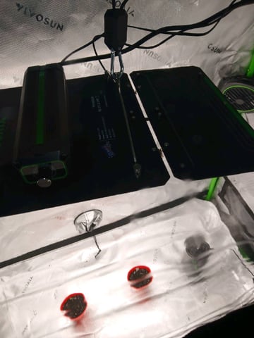 fruity pebbles, cap junky — seedling_rooting, day 10