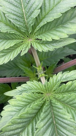 LSD feminized — vegetative, day 29