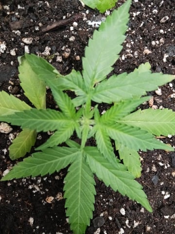 OG KUSH — flower, day 126