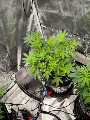 1st Ever Grow (Fat Bastard)(RDWC)  — flower, day 98