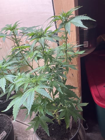 Mike Tyson Colab — flower, day 67