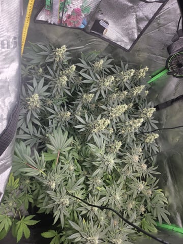 White Widow + Papaya Bomb — flower, day 98