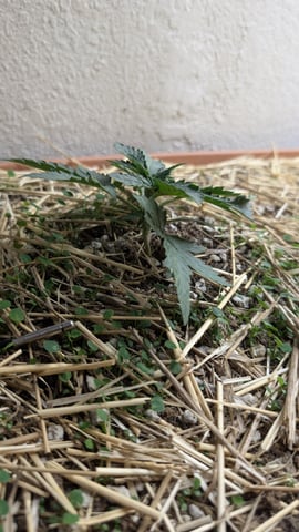 Summer Grow  — vegetative, day 17