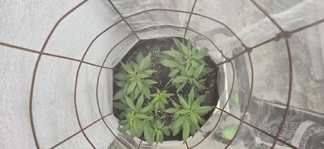 CzechsMex 2.0 — vegetative, day 91