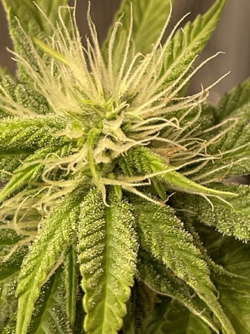  sour diesel 