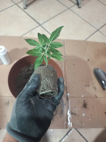 Indoor 🇲🇽 — seedling_rooting, day 18