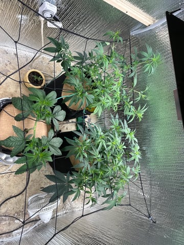 trying some bag seeds — flower, day 32
