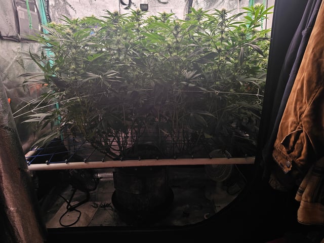scrog from cut.  — flower, day 43