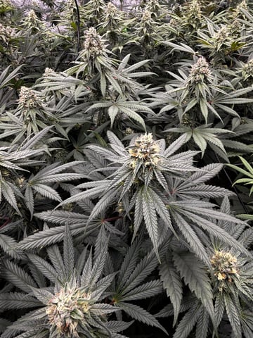 Pink Passion Fruit — flower, day 85