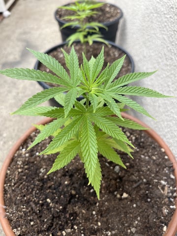 3masketeers — vegetative, day 9