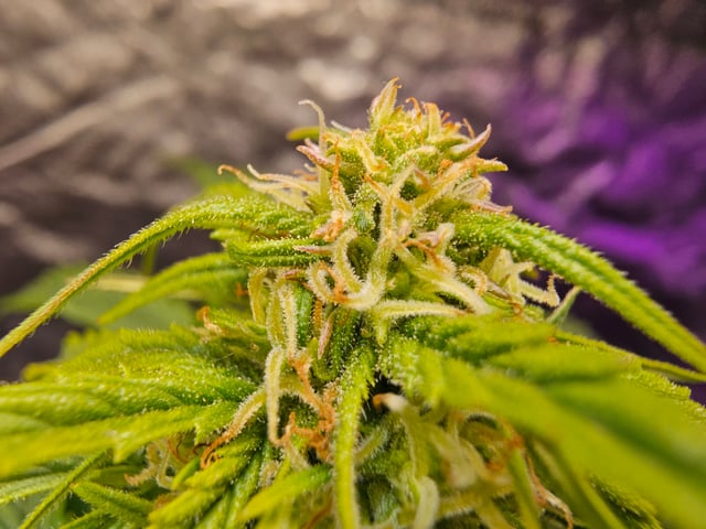 Cheshablue  — flower, day 22