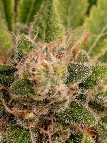 Dirty Bird - Thousand Island Fem & Platinum Kush Breath Remix x Grape Cakehead Fem Photo  — flower, day 118