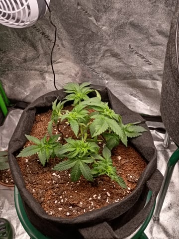 1st Grow Eva — flower, day 29