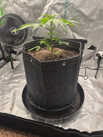 First grow — seedling_rooting, day 25