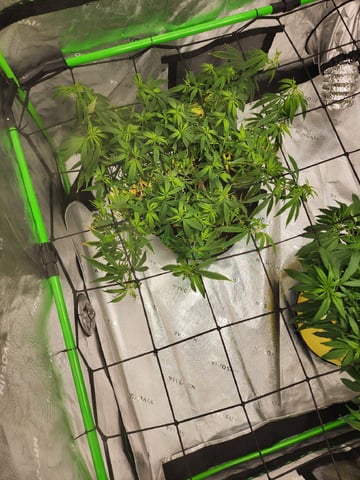 HE1E we GROW  — flower, day 146