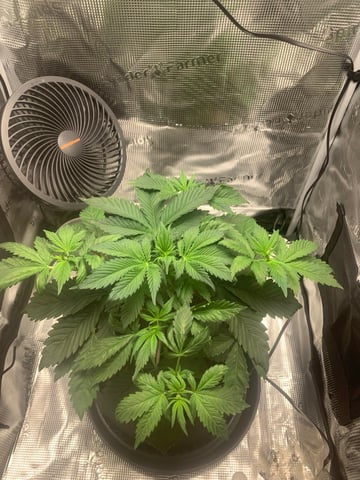 Blackberry Moonrocks (First Grow) — vegetative, day 4
