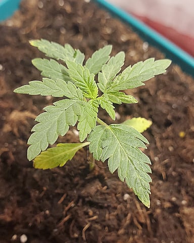 Plant 10A — vegetative, day 16