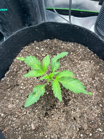 Bob Highly — vegetative, day 2