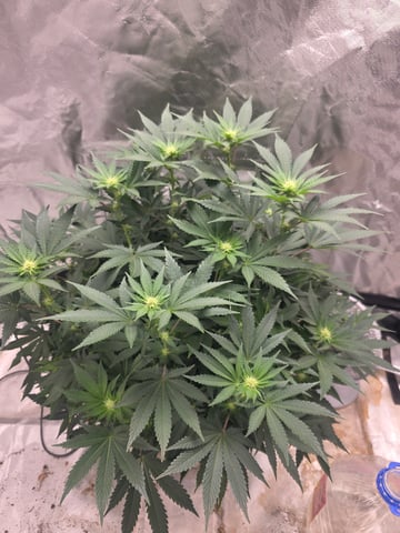 first grow — flower, day 71