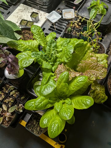 See what grows — vegetative, day 75