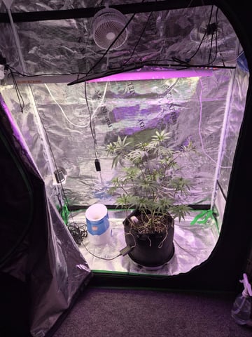 Kalini Asia Auto  — flower, day 15