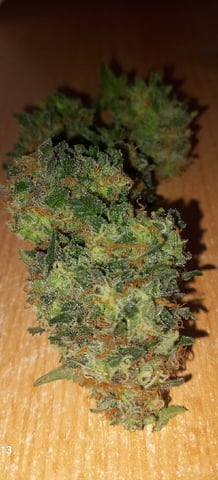 10x Critical Feminisiert from Ganjafarmerseeds  — flower, day 120