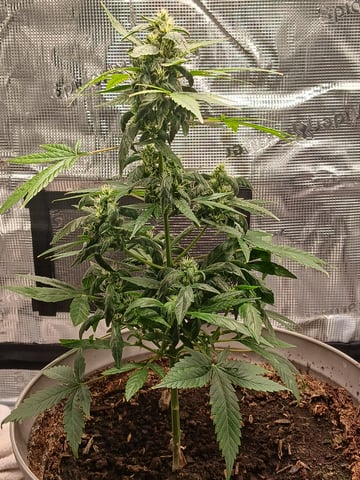 4th grow  — germination, day 12