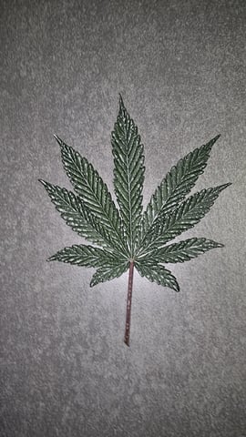 Jelousy Fast(Photo) & Ultra Voilet (Auto) — flower, day 10