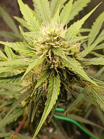 black gorilla feminized — flower, day 5