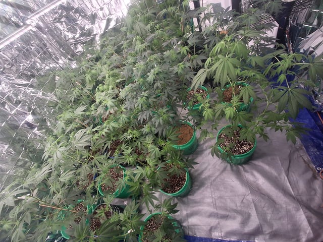 Lets start from the beginning — flower, day 111