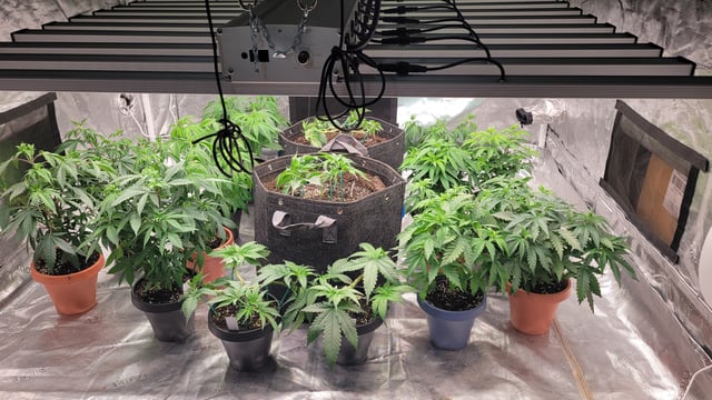 outdoor start/indoor 2025 — vegetative, day 66