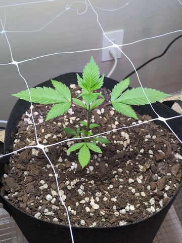 Audrey III — vegetative, day 48