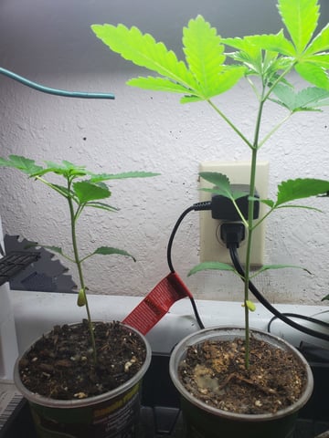 Multi Grow — grow_setup, day 2