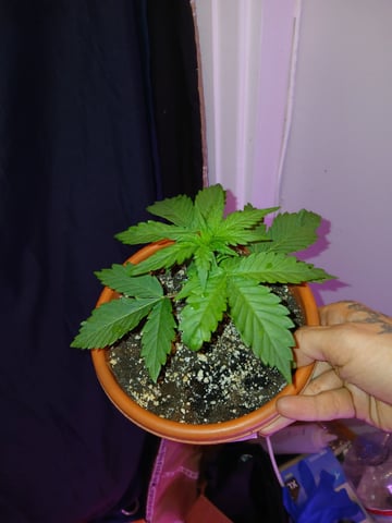 CountryG  — seedling_rooting, day 22