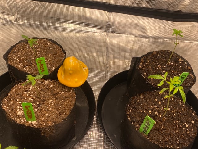 Solfire Gardens Grow — vegetative, day 19